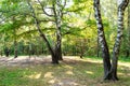 Old birch trees on clearing in yellowing city park Royalty Free Stock Photo