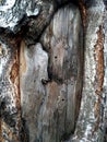 Old birch trunk with bark and bare cracked area Royalty Free Stock Photo