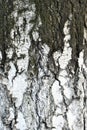 Old birch trunk with gray and white bark Royalty Free Stock Photo