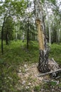 Old birch woodpeckers mangled with chips around the trunk Royalty Free Stock Photo