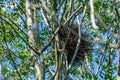An old bird`s  nest in a tree with a blue background Royalty Free Stock Photo