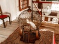 Old birdcage with a white bird inside Royalty Free Stock Photo
