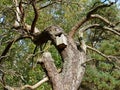 A birdhouse on a tree with many branches