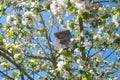 Old birdhouse on the blossoming apple tree in spring