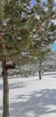 Old birdhouse on a pine tree, with cones and snow. Royalty Free Stock Photo