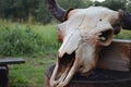 Old bison skull with horn on the nature background. Design concept. Space for text Royalty Free Stock Photo