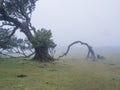 Old bizarre mossy stinkwood tree with twisted branches in shape of bridge, covered by moss and fern in Fanal laurel