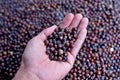 Old black beans of winged bean vegetable,Indonesian names KECIPIR in close up