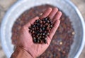 Old black beans of winged bean vegetable,Indonesian names KECIPIR in close up