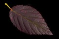 Old black berry closeup leaf Royalty Free Stock Photo