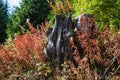 An old black burnt stump surrounded by red grass.