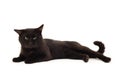 Old black cat Royalty Free Stock Photo