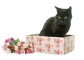 Old black cat Royalty Free Stock Photo