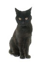 Old black cat Royalty Free Stock Photo