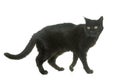 Old black cat Royalty Free Stock Photo