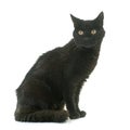 Old black cat Royalty Free Stock Photo