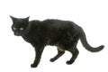 Old black cat Royalty Free Stock Photo