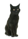 Old black cat Royalty Free Stock Photo