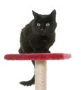 Old black cat on scratching post Royalty Free Stock Photo
