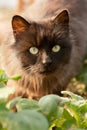 Old black cat in the spring garden on the garden bed Royalty Free Stock Photo
