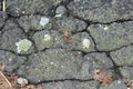 Old black cracked asphalt with dry leaves. Worn road surface. The texture of the asphalt Royalty Free Stock Photo