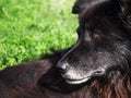 An old black dog is resting on the grass Royalty Free Stock Photo