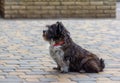 Old black dog sitting and waiting outdoors Royalty Free Stock Photo