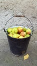 Old black enameled bucket full of ripe yellow rosy pears