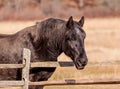Old black horse closeup in Hopewell, Pennsylvania Royalty Free Stock Photo