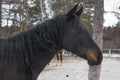 old black horse look Royalty Free Stock Photo