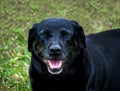 Old black lab portrait Royalty Free Stock Photo