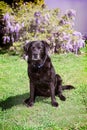 Old black labrador retriever sitting outdoors in yard.