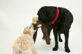 An old black labrador waits as a Cockapoo puppy tries to take a toy away.