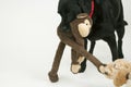 An old black labrador waits as a Cockapoo puppy tries to take a toy away.