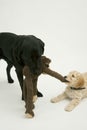 An old black labrador waits as a Cockapoo puppy tries to take a toy away.