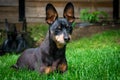 Old black male miniature pinscher king