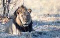 Scarred old black maned lion resting under a tree in Hwange National Park, Zimbabwe