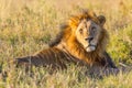 Old Black Maned Male Lion Royalty Free Stock Photo