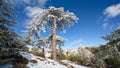 Old black pine tree in snow in Troodos mountains, Cyprus