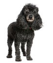 Old black poodle (12 yeras old) Royalty Free Stock Photo