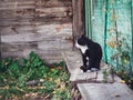 An old black and white cat sits on a bench in the village. Village in autumn, a stray cat sits on a wooden bench. Concept of poor Royalty Free Stock Photo