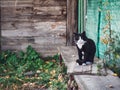 An old black and white cat sits on a bench in the village. Village in autumn, a stray cat sits on a wooden bench. Concept of poor Royalty Free Stock Photo