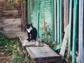 An old black and white cat sits on a bench in the village. Village in autumn, a stray cat sits on a wooden bench. Concept of poor Royalty Free Stock Photo