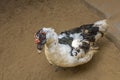 Old black white Indo duck on a sandy farm yard. muscovy duck