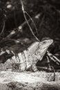 Mexican iguana lies on rock stone nature forest of Mexico Royalty Free Stock Photo