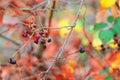 Old blackberries on a bush in nature. Forgotten fruits on a bush lit by the autumn sun Royalty Free Stock Photo