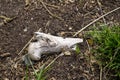 Old bleached femur leg bone lying on the ground