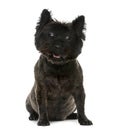 Old blind Cairn Terrier (12 years old) Royalty Free Stock Photo
