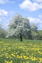 Old blooming apple tree in a field of dandelions Royalty Free Stock Photo