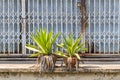 Old blue metal shutter in thailand, closed metallic shutter with twin agave green plants in front of the shop